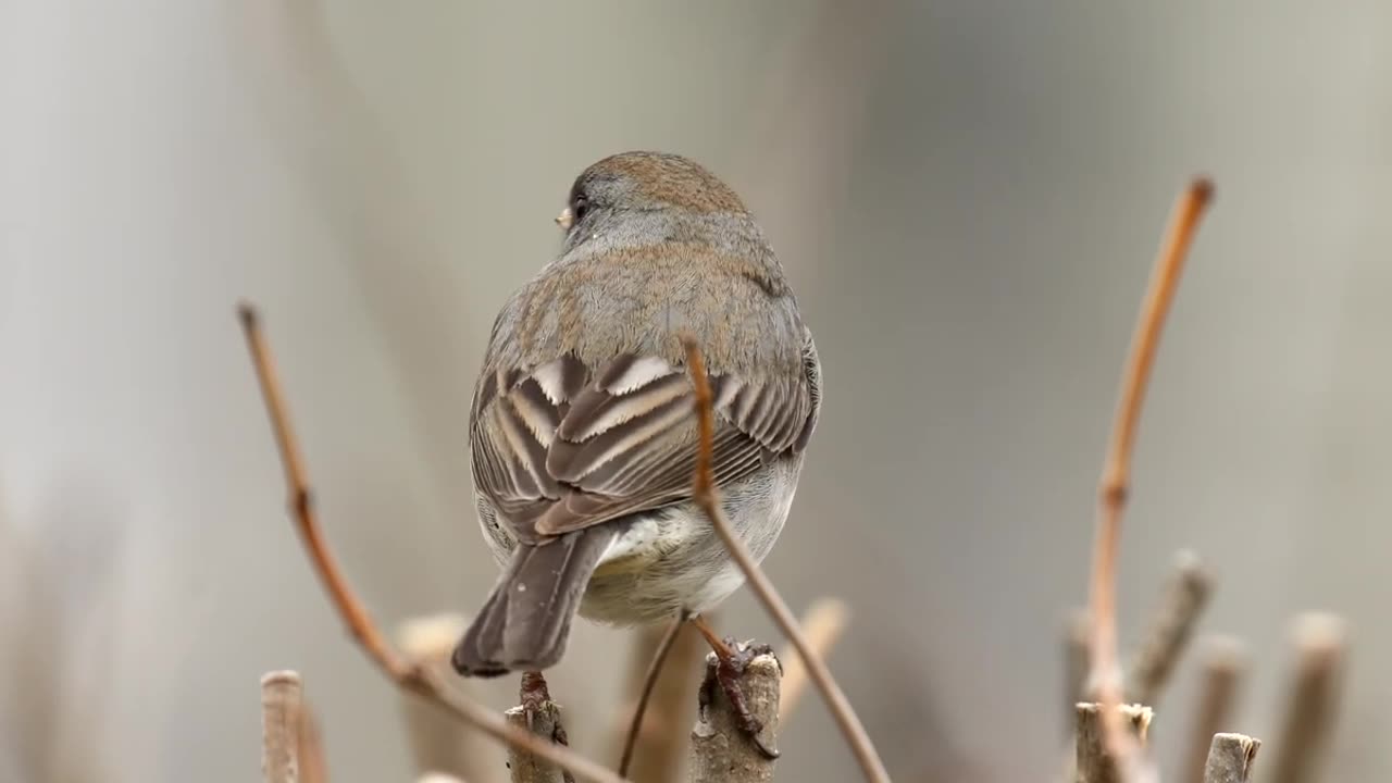 Peaceful Bird Song & Nature Sounds for Meditation & Peace