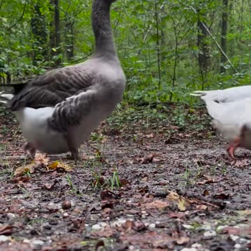 Wait for it 🤣🤣