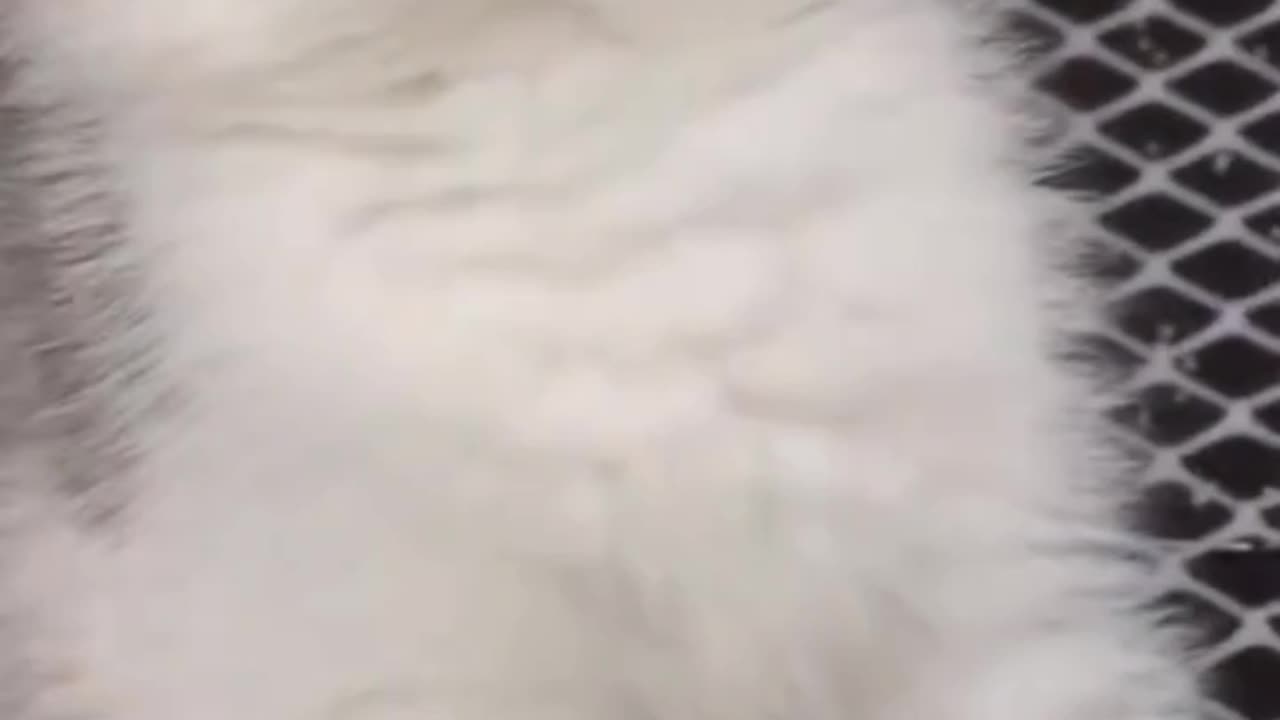 Cute Kitten