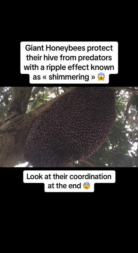 🐝Ripple Effect🐝