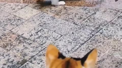 Funny Cat Videos