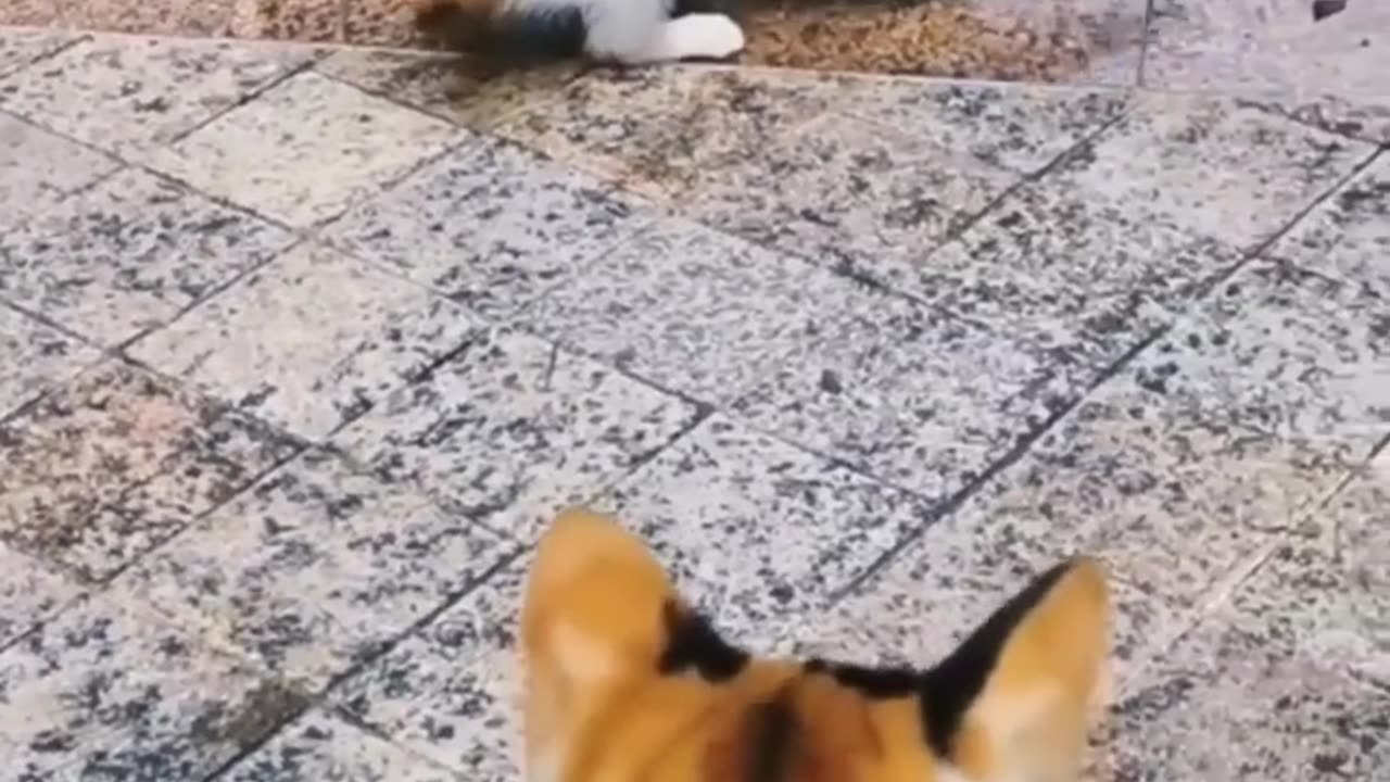 Funny Cat Videos