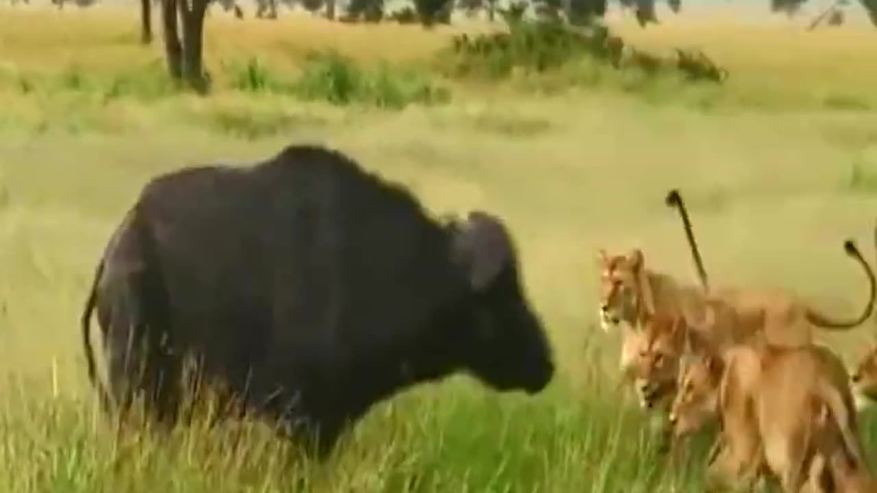 A buffalo hunted by a tiger