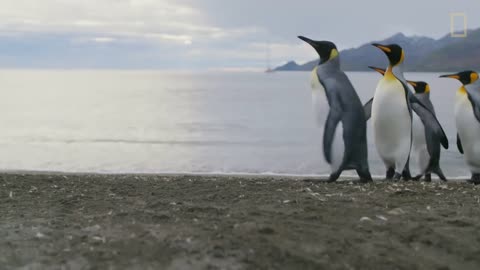 Go Inside an Antarctic 'City' of 400,000 King Penguins — Ep. 4 | Wildlife: Resurrection Island