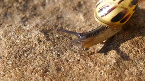 snail