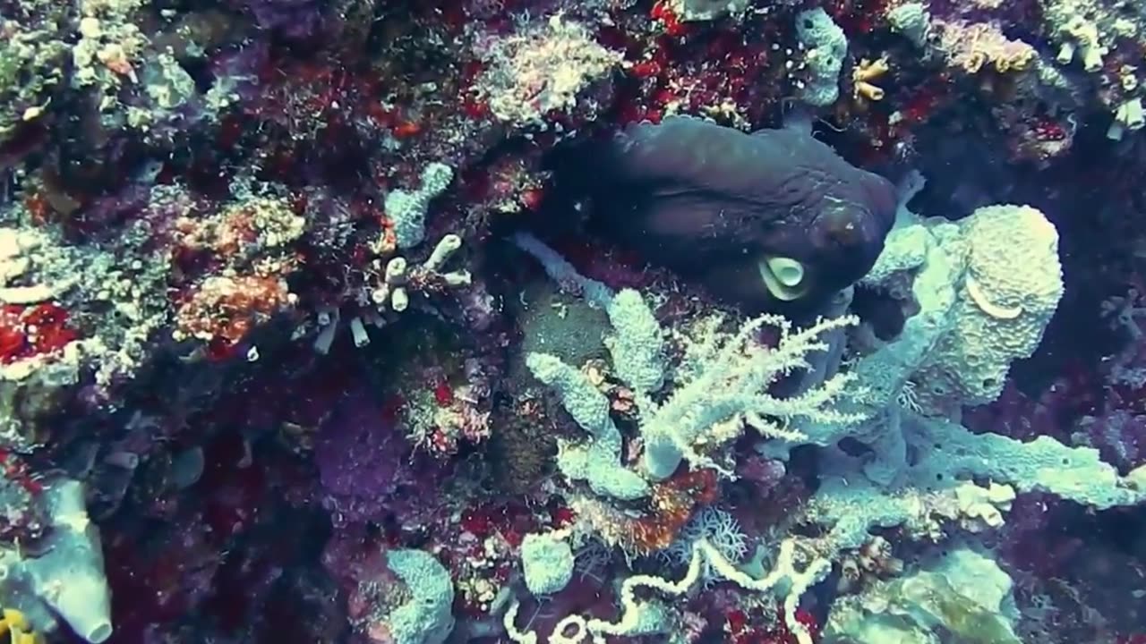 Disconnect from your problems and relax! With the sound of a piano, on land and at sea