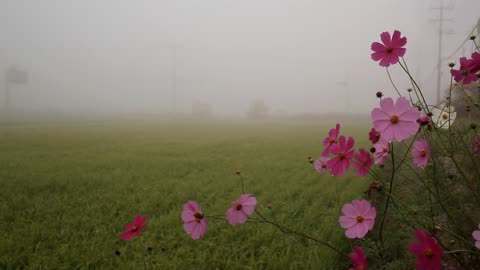 beautiful flowers moved from the wind