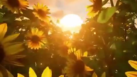Sunrise 💥⛅ witj sunflower🌻//natural beauty