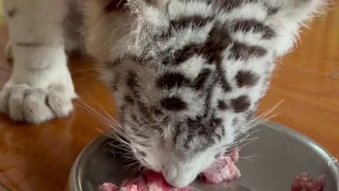 Foodie little white tiger