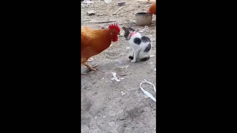 Funny Animals