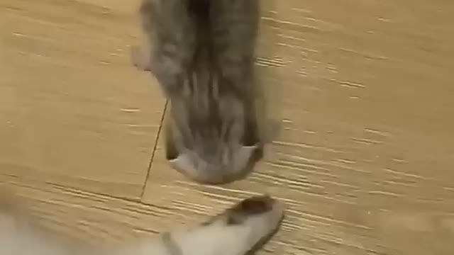 Pikachu cat 🐱 dancing