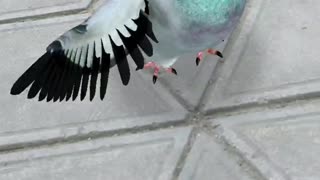 PIGEON