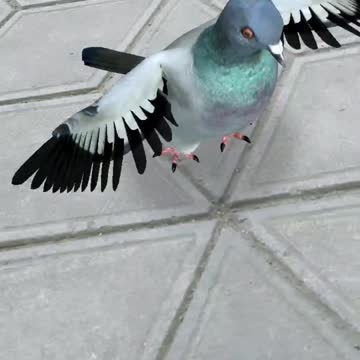 PIGEON