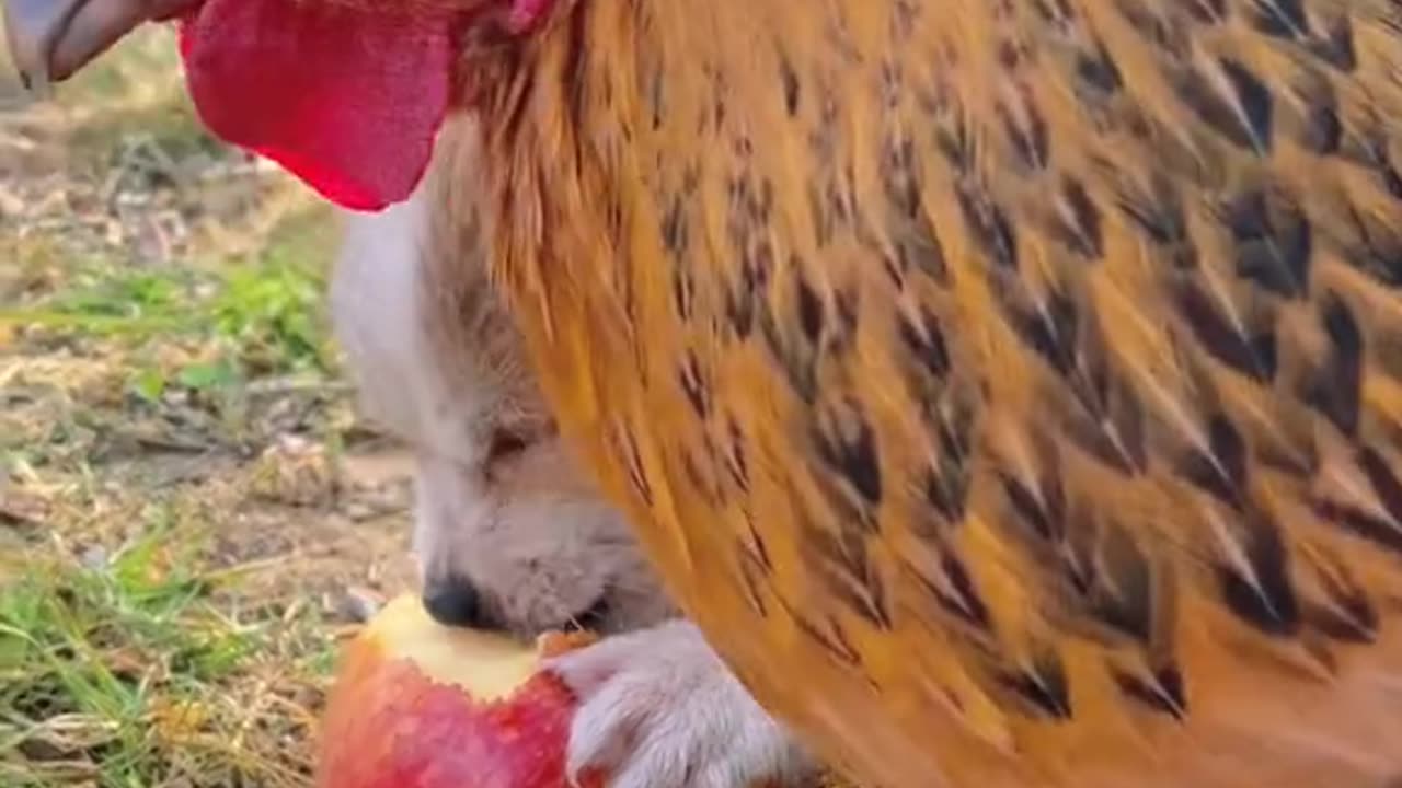 bunny and hen eating apple