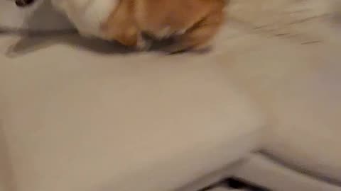 Just another night with Dad N Plump! 🐶🤣