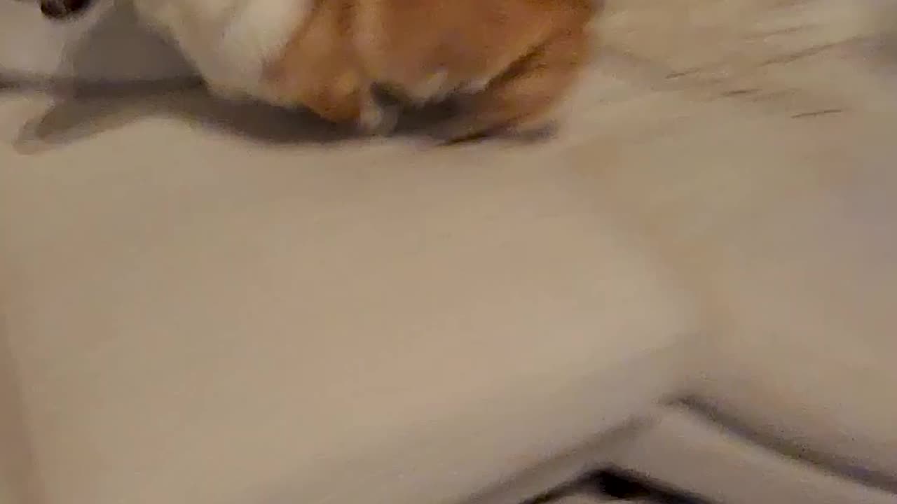 Just another night with Dad N Plump! 🐶🤣