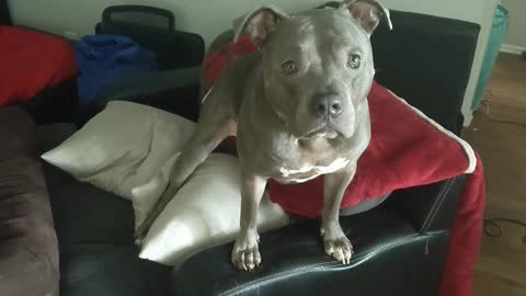 Have You Ever Seen A Pitbull Talk Like This! This Dog Shows How Pitbulls Are Really Like!!