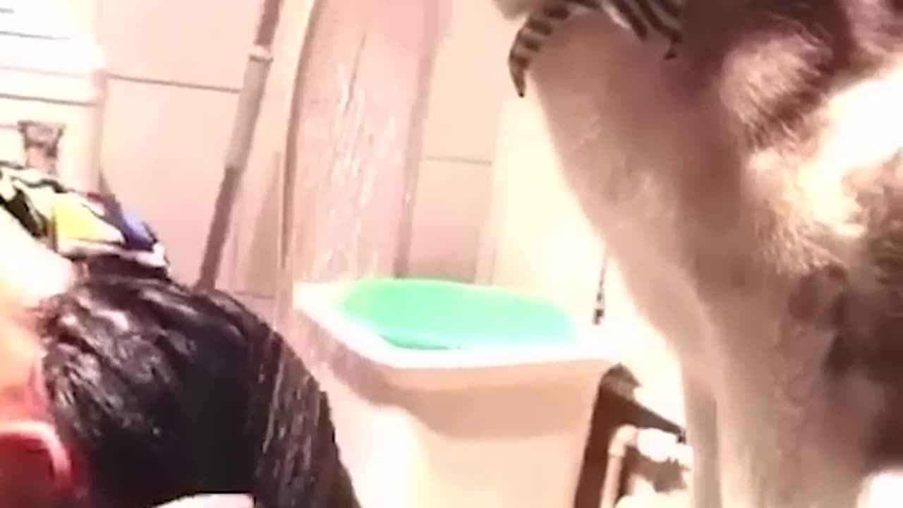 Funniest Cats and Dogs 🐶🐱 | Funny Animal Videos #30