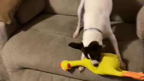 Princess loves her rubber chicken