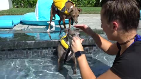 Teaching My Dogs How To Swim