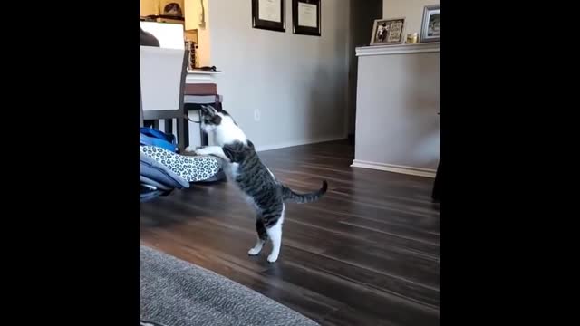 funny cat