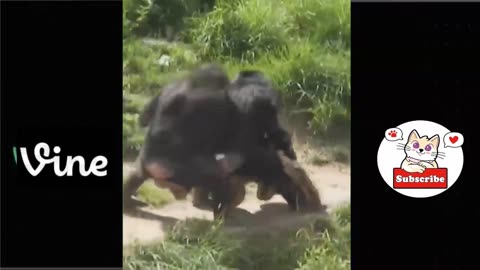 TRY NOT TO LAUGH!! IF YOU LAUGH YOU LOSE!