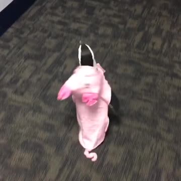 Penguin Adorably Struts Around In Halloween Pig Costume