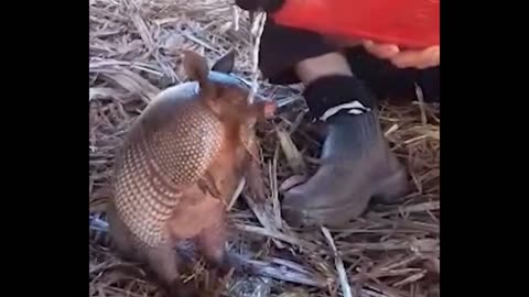 Adorable Armadillo Cools Off With Water