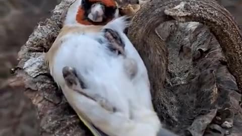 Someone found birds sleeping on dried sunflowers.