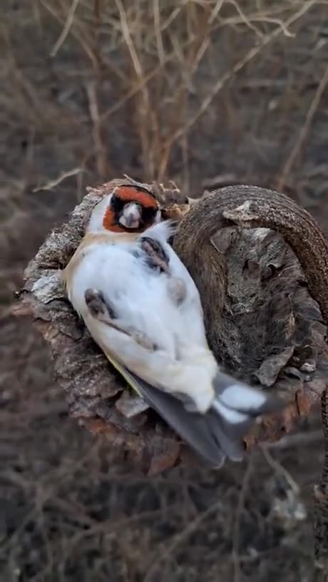 Someone found birds sleeping on dried sunflowers.