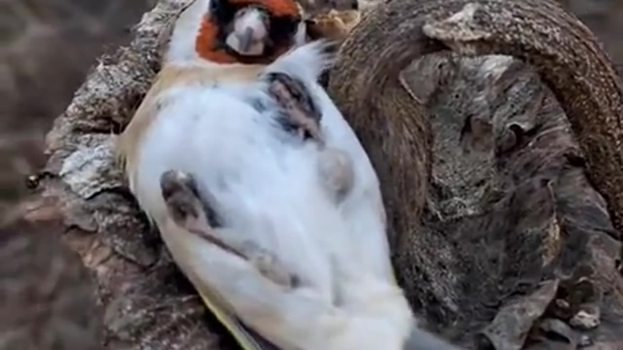 Someone found birds sleeping on dried sunflowers.