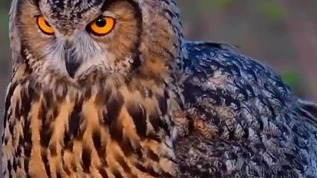Such an amazing species. Love owls.