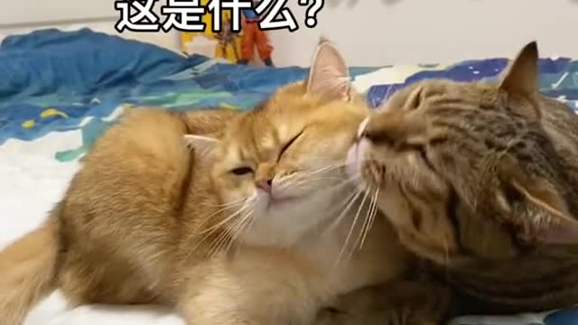 if always shut in a cage
