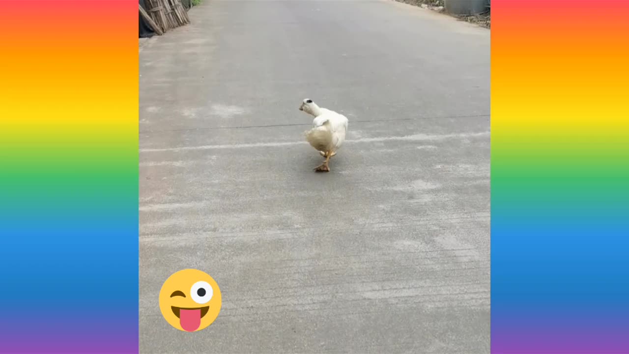 #funnyanimal #funnywalk #rumblebeshorts