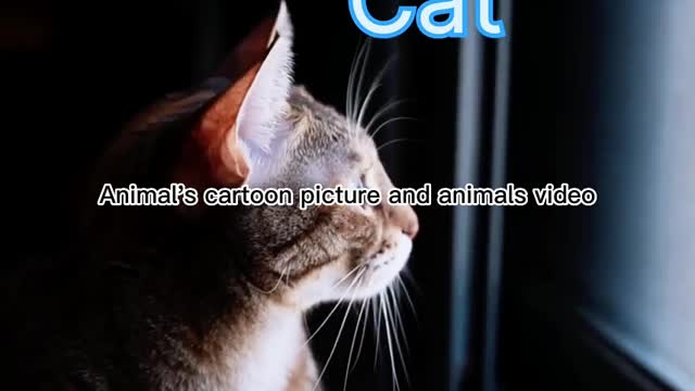 Animal's cartoon picture and animals video