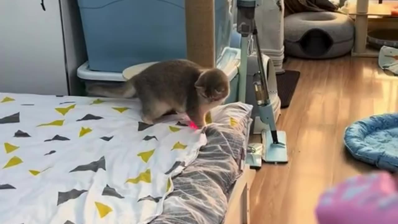 Cat Catching laser light dot