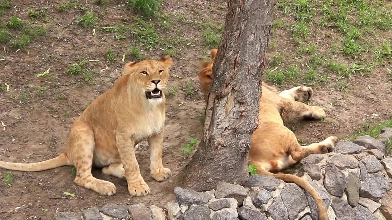 African lions in zoological garden in Kiev, Ukraine