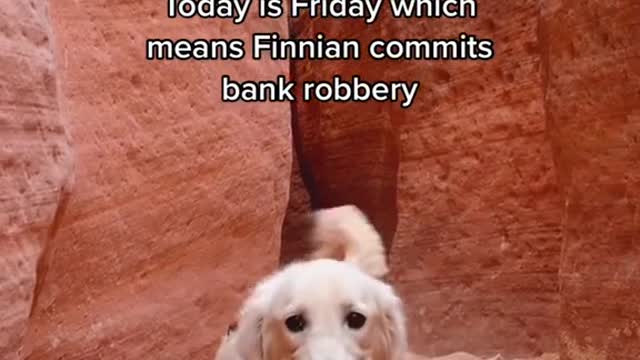 Today is Friday which means Finnian commits bank robbery