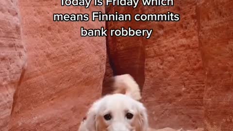 Today is Friday which means Finnian commits bank robbery