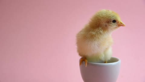 the little chick has fallen in love with coffee.