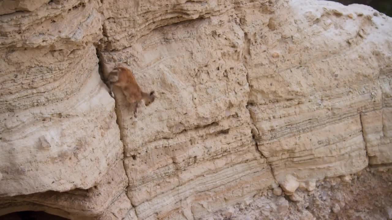 Baby ibex descends mountains to escape a fox