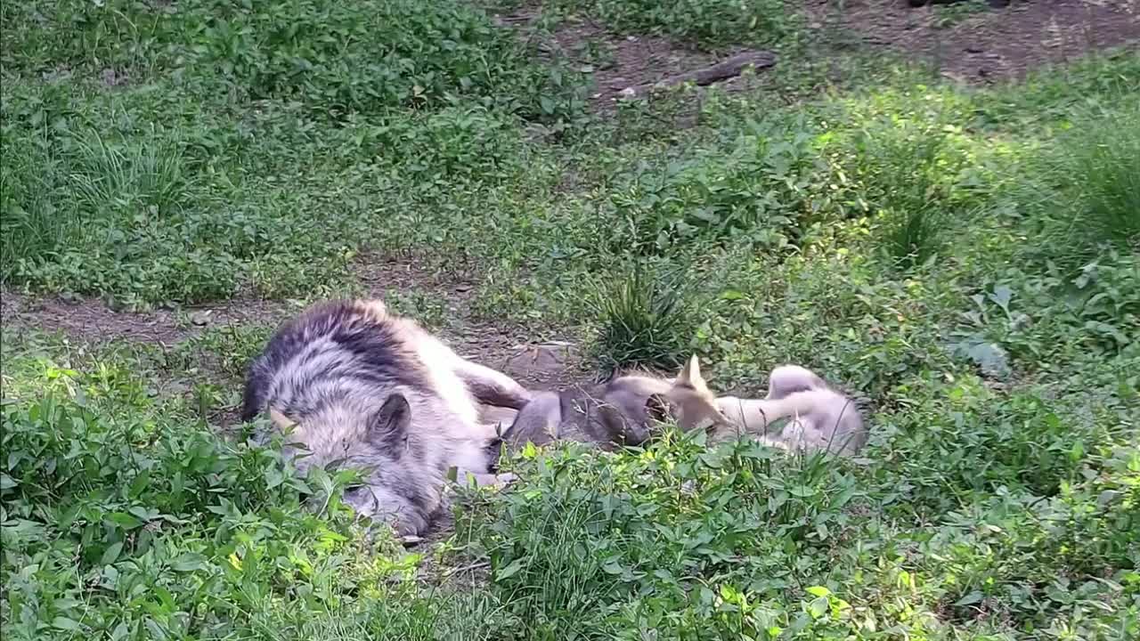 Wolf Fatherly Love lovely