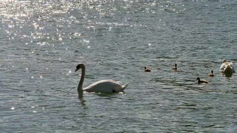 Watch a family of pelicans swimming in the lake