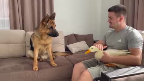 German Shepherd is Shocked to see a Duck for the First Time!