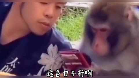 funny animals videos
