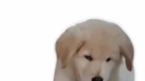 Cute Puppy Gif! 🐶