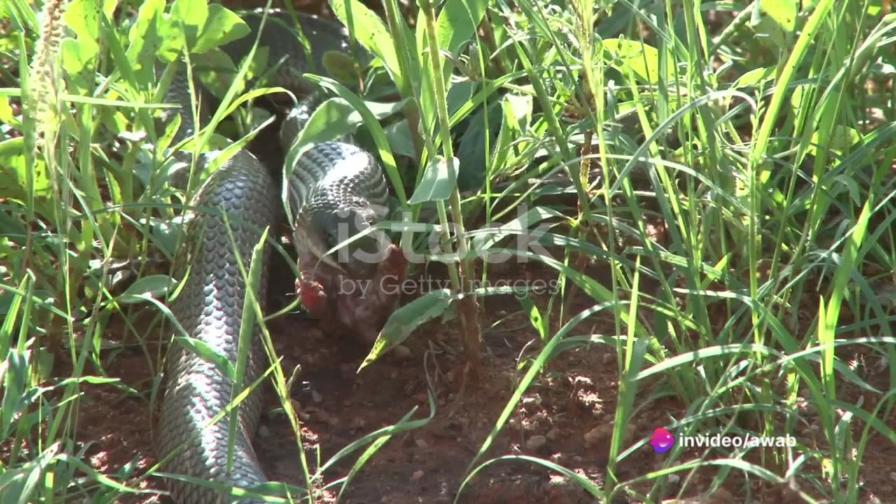 Shocks Information 😱😱😱😱