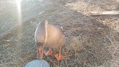 goose trys to take out unsuspecting farm cat