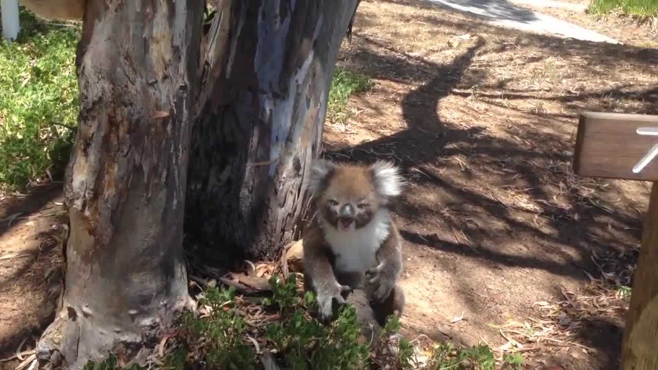 Koala Gets Kicked Out Of Tree and Cries!