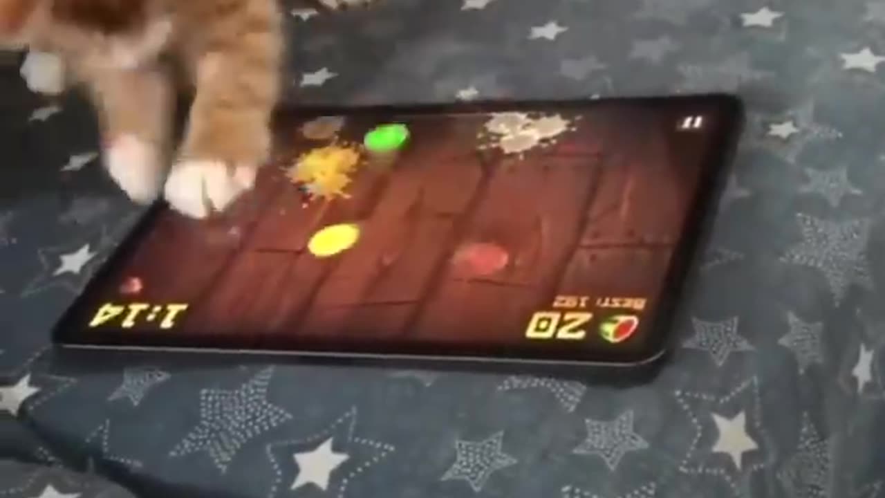 Funny Animals Part 1 #shorts